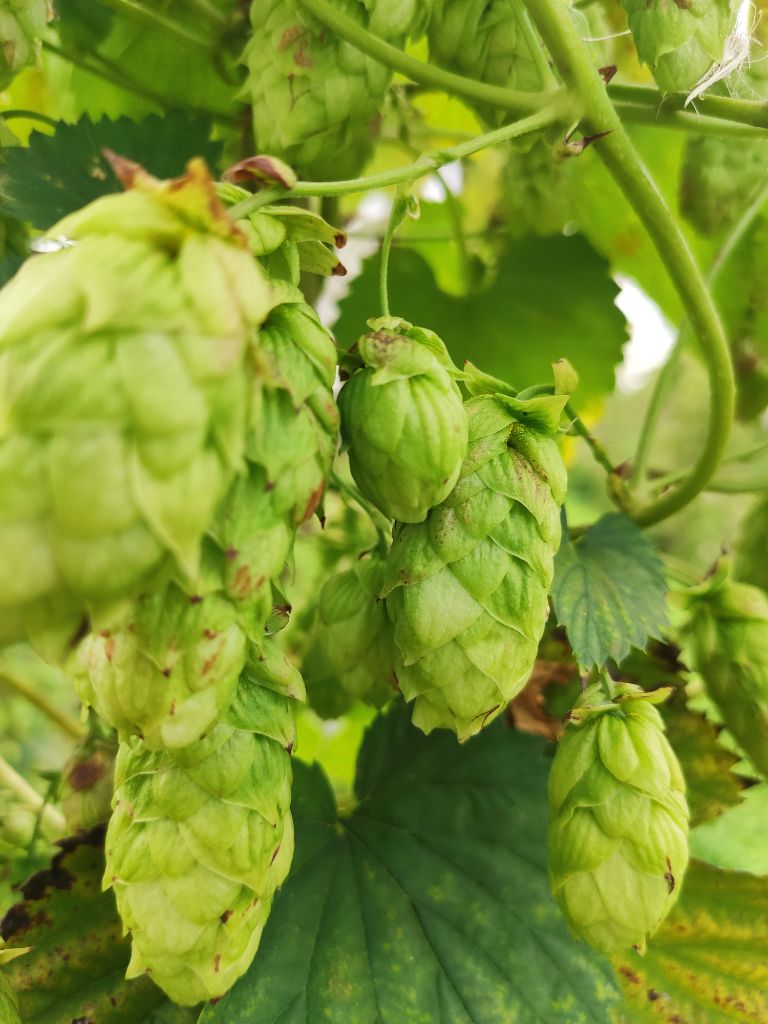 Houblon Chinook Bio - Cônes