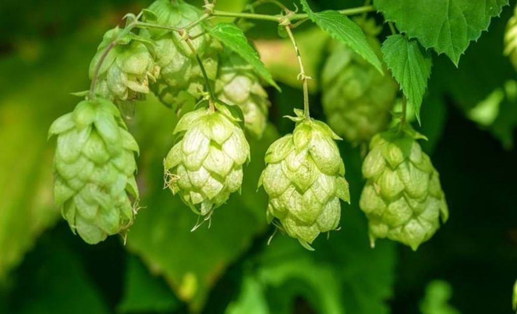 Cônes de houblon bio