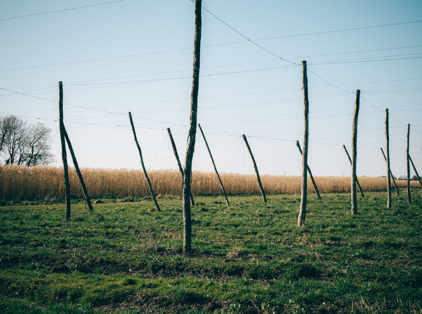 Houblonnière SCEA Houblon de la Motte - Flandres
