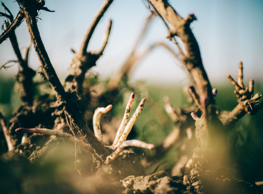 Houblon Cascade Bio - Rhizomes