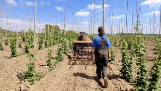 Travail dans la houblonnière bio